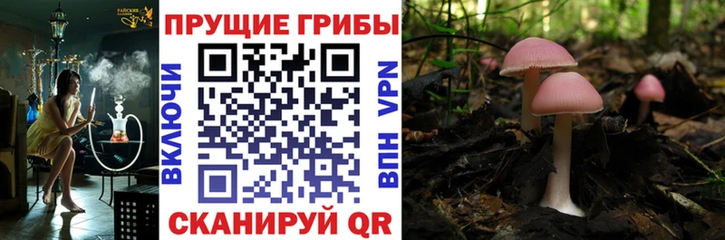 как найти закладки  Шенкурск  Галлюциногенные грибы Cubensis 